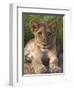 Lion Cub, Panthera Leo, in Kruger National Park Mpumalanga, South Africa-Ann & Steve Toon-Framed Photographic Print