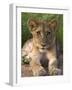 Lion Cub, Panthera Leo, in Kruger National Park Mpumalanga, South Africa-Ann & Steve Toon-Framed Photographic Print