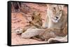Lion Cub Play with Mother on Sand-Alta Oosthuizen-Framed Stretched Canvas