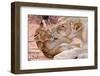 Lion Cub Play with Mother on Sand-Alta Oosthuizen-Framed Photographic Print