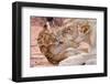 Lion Cub Play with Mother on Sand-Alta Oosthuizen-Framed Photographic Print