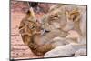 Lion Cub Play with Mother on Sand-Alta Oosthuizen-Mounted Photographic Print