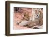 Lion Cub Play with Mother on Sand-Alta Oosthuizen-Framed Photographic Print