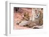 Lion Cub Play with Mother on Sand-Alta Oosthuizen-Framed Photographic Print