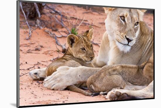 Lion Cub Play with Mother on Sand-Alta Oosthuizen-Mounted Photographic Print