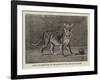 Lion Cub Presnted to the Queen by the Sultan of Sokoto-null-Framed Giclee Print