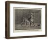 Lion Cub Presnted to the Queen by the Sultan of Sokoto-null-Framed Giclee Print