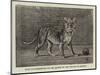 Lion Cub Presnted to the Queen by the Sultan of Sokoto-null-Mounted Giclee Print