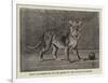 Lion Cub Presnted to the Queen by the Sultan of Sokoto-null-Framed Giclee Print