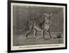 Lion Cub Presnted to the Queen by the Sultan of Sokoto-null-Framed Giclee Print