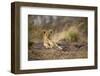 Lion Cub Resting on Rocky Outcrop in Tall Grass-Paul Souders-Framed Photographic Print