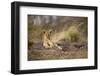 Lion Cub Resting on Rocky Outcrop in Tall Grass-Paul Souders-Framed Photographic Print