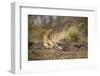 Lion Cub Resting on Rocky Outcrop in Tall Grass-Paul Souders-Framed Photographic Print