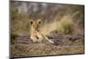 Lion Cub Resting on Rocky Outcrop in Tall Grass-Paul Souders-Mounted Photographic Print