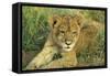 Lion Cub Resting-null-Framed Stretched Canvas