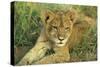 Lion Cub Resting-null-Stretched Canvas