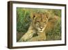 Lion Cub Resting-null-Framed Photographic Print