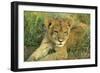 Lion Cub Resting-null-Framed Photographic Print