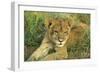 Lion Cub Resting-null-Framed Photographic Print