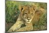 Lion Cub Resting-null-Mounted Photographic Print