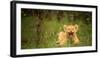 Lion cub roaring, Masai Mara, Kenya, East Africa, Africa-Karen Deakin-Framed Photographic Print