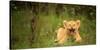 Lion cub roaring, Masai Mara, Kenya, East Africa, Africa-Karen Deakin-Stretched Canvas