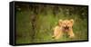 Lion cub roaring, Masai Mara, Kenya, East Africa, Africa-Karen Deakin-Framed Stretched Canvas