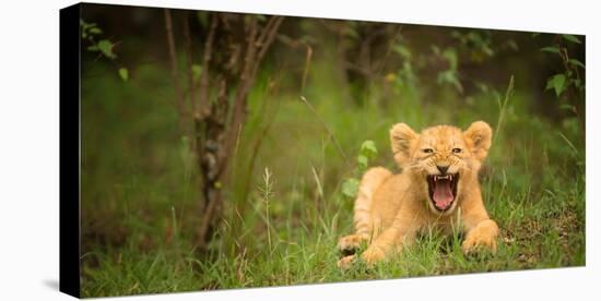 Lion cub roaring, Masai Mara, Kenya, East Africa, Africa-Karen Deakin-Stretched Canvas