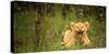 Lion cub roaring, Masai Mara, Kenya, East Africa, Africa-Karen Deakin-Stretched Canvas