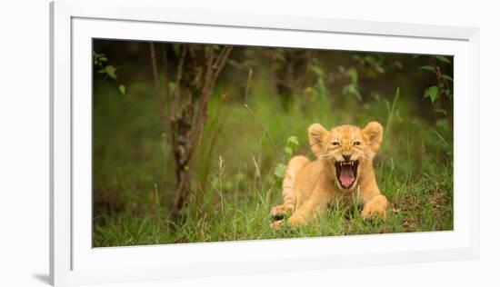 Lion cub roaring, Masai Mara, Kenya, East Africa, Africa-Karen Deakin-Framed Photographic Print