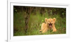 Lion cub roaring, Masai Mara, Kenya, East Africa, Africa-Karen Deakin-Framed Photographic Print