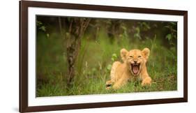 Lion cub roaring, Masai Mara, Kenya, East Africa, Africa-Karen Deakin-Framed Photographic Print