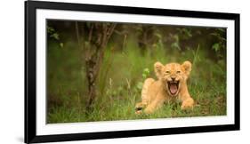 Lion cub roaring, Masai Mara, Kenya, East Africa, Africa-Karen Deakin-Framed Photographic Print