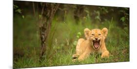 Lion cub roaring, Masai Mara, Kenya, East Africa, Africa-Karen Deakin-Mounted Photographic Print