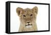 Lion Cub's (Approx 16 Weeks Old) Face-null-Framed Stretched Canvas