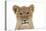 Lion Cub's (Approx 16 Weeks Old) Face-null-Stretched Canvas