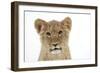 Lion Cub's (Approx 16 Weeks Old) Face-null-Framed Photographic Print