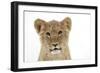 Lion Cub's (Approx 16 Weeks Old) Face-null-Framed Photographic Print