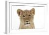 Lion Cub's (Approx 16 Weeks Old) Face-null-Framed Photographic Print