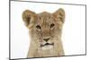 Lion Cub's (Approx 16 Weeks Old) Face-null-Mounted Photographic Print