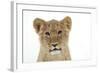 Lion Cub's (Approx 16 Weeks Old) Face-null-Framed Photographic Print