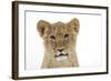 Lion Cub's (Approx 16 Weeks Old) Face-null-Framed Photographic Print
