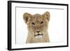 Lion Cub's (Approx 16 Weeks Old) Face-null-Framed Photographic Print