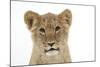 Lion Cub's (Approx 16 Weeks Old) Face-null-Mounted Photographic Print