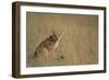 Lion Cub Sitting in Grass-Paul Souders-Framed Photographic Print