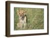 Lion Cub Sitting in Grass-null-Framed Photographic Print