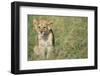 Lion Cub Sitting in Grass-null-Framed Photographic Print