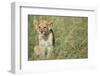 Lion Cub Sitting in Grass-null-Framed Photographic Print