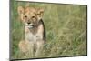 Lion Cub Sitting in Grass-null-Mounted Photographic Print