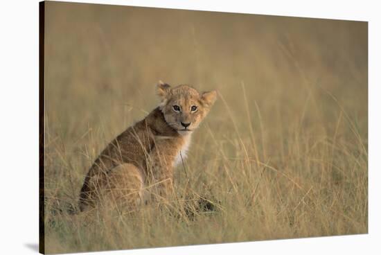 Lion Cub Sitting in Grass-Paul Souders-Stretched Canvas